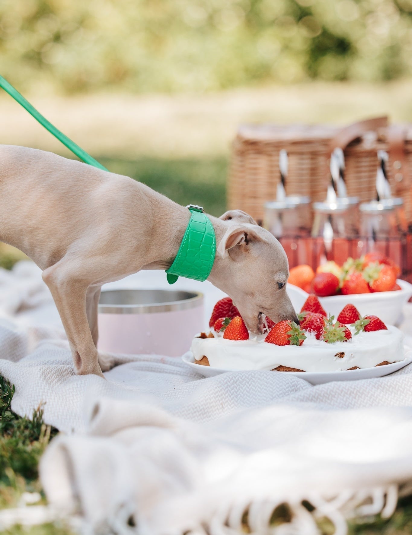 Celebrate International Dog Day in Style