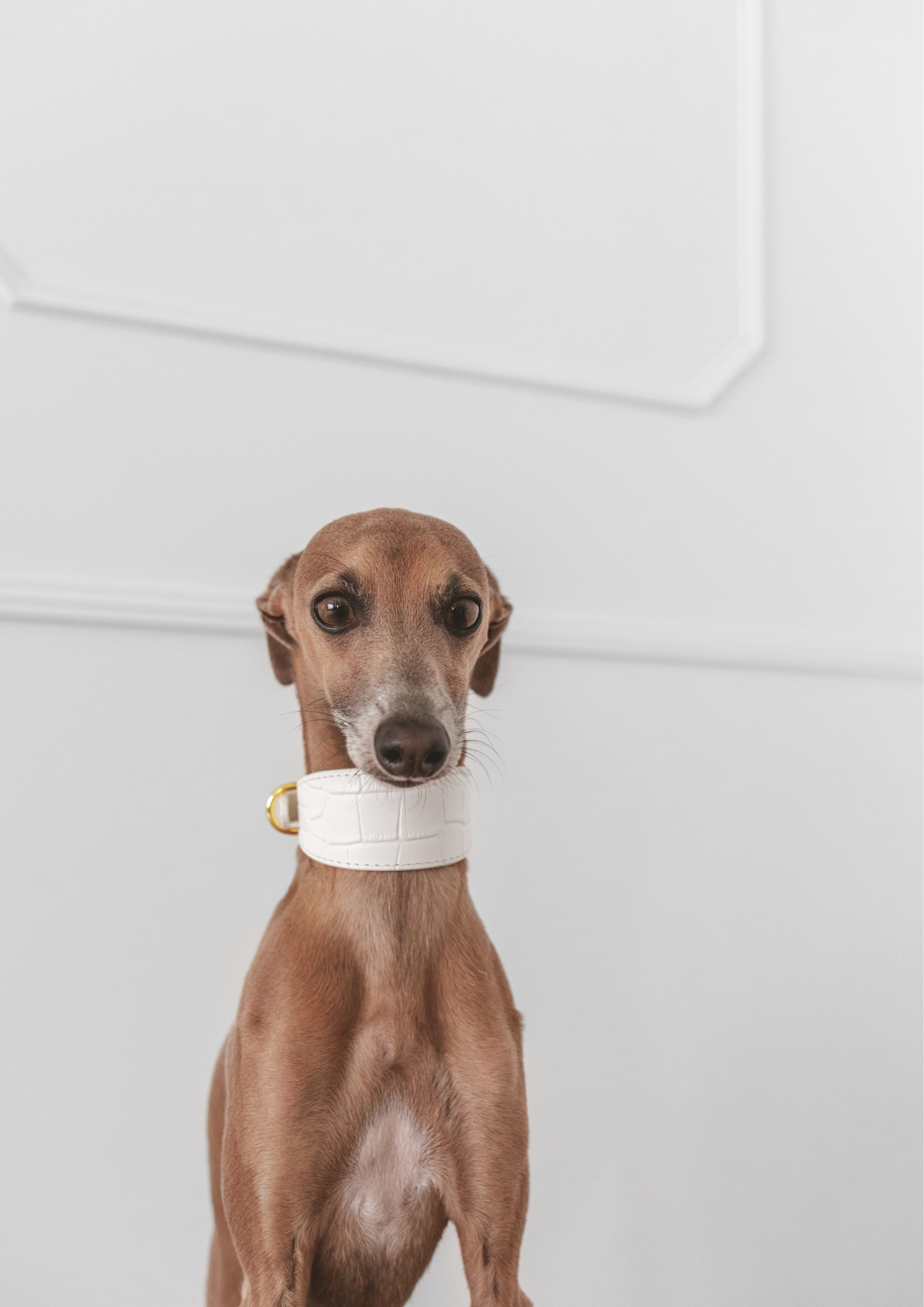 Wedding Dog Collars and Leads