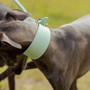 Collier de chien large menthe