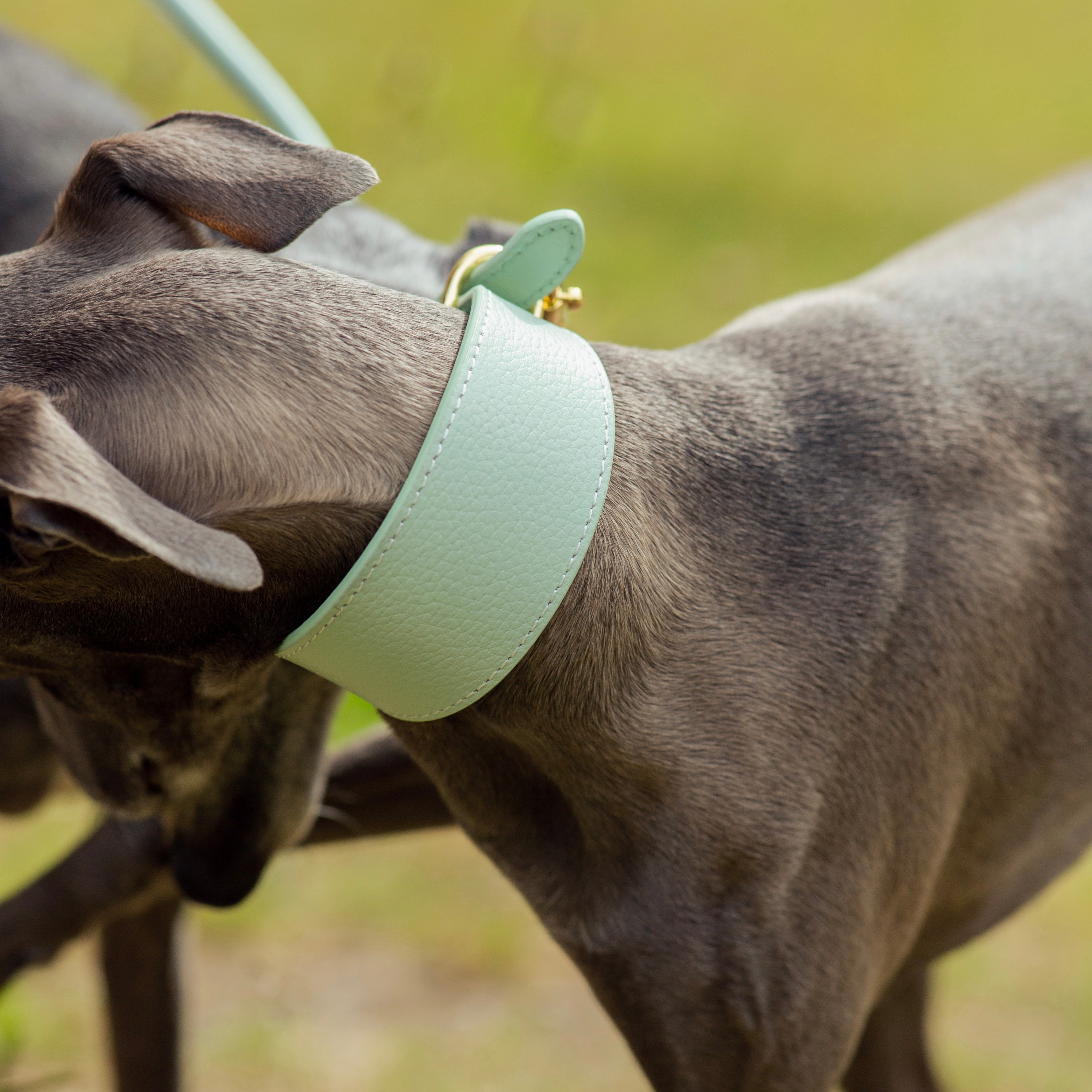 Collier de chien large menthe