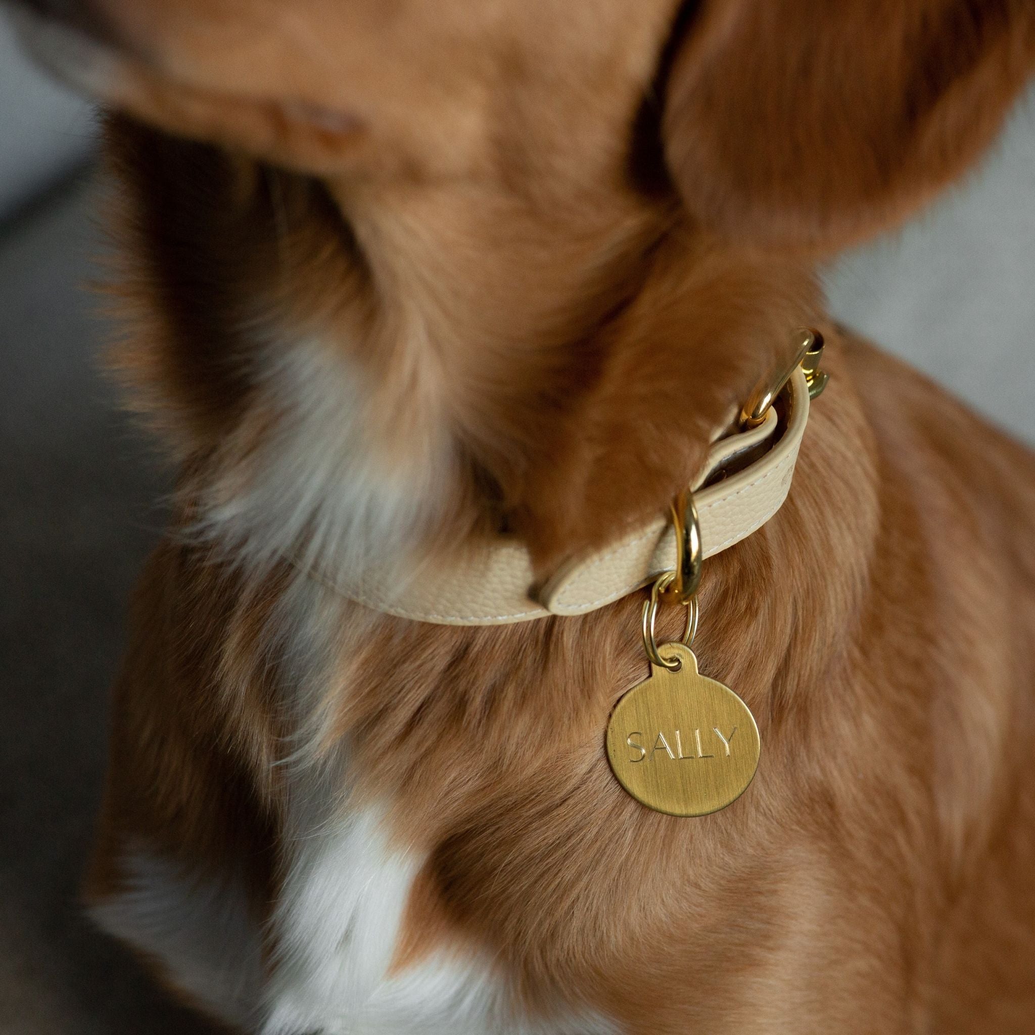 Collier de chien beige fin 