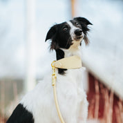 Laisse pour chien beige