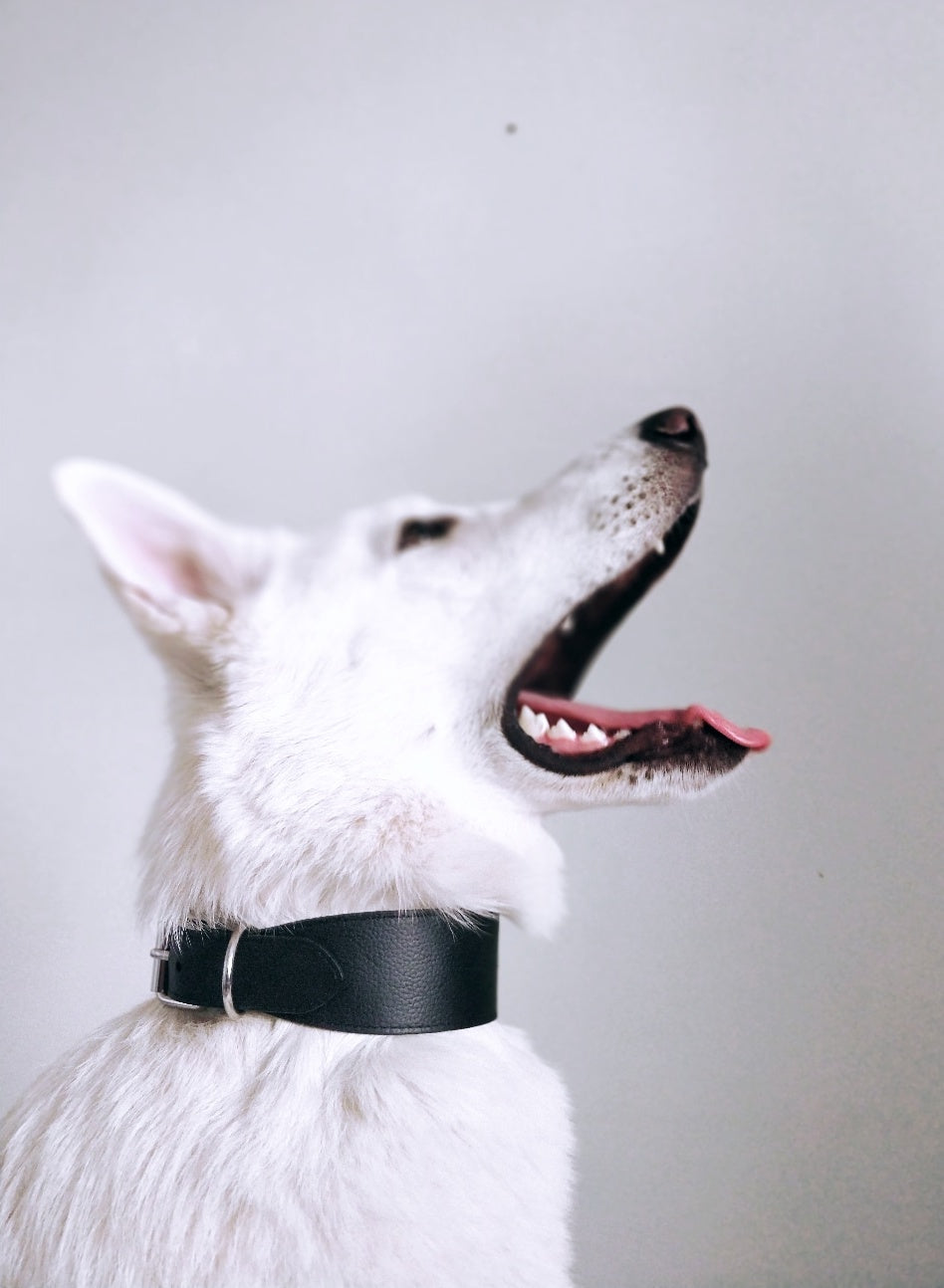 Collier de chien noir large