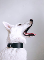 Collier de chien noir large