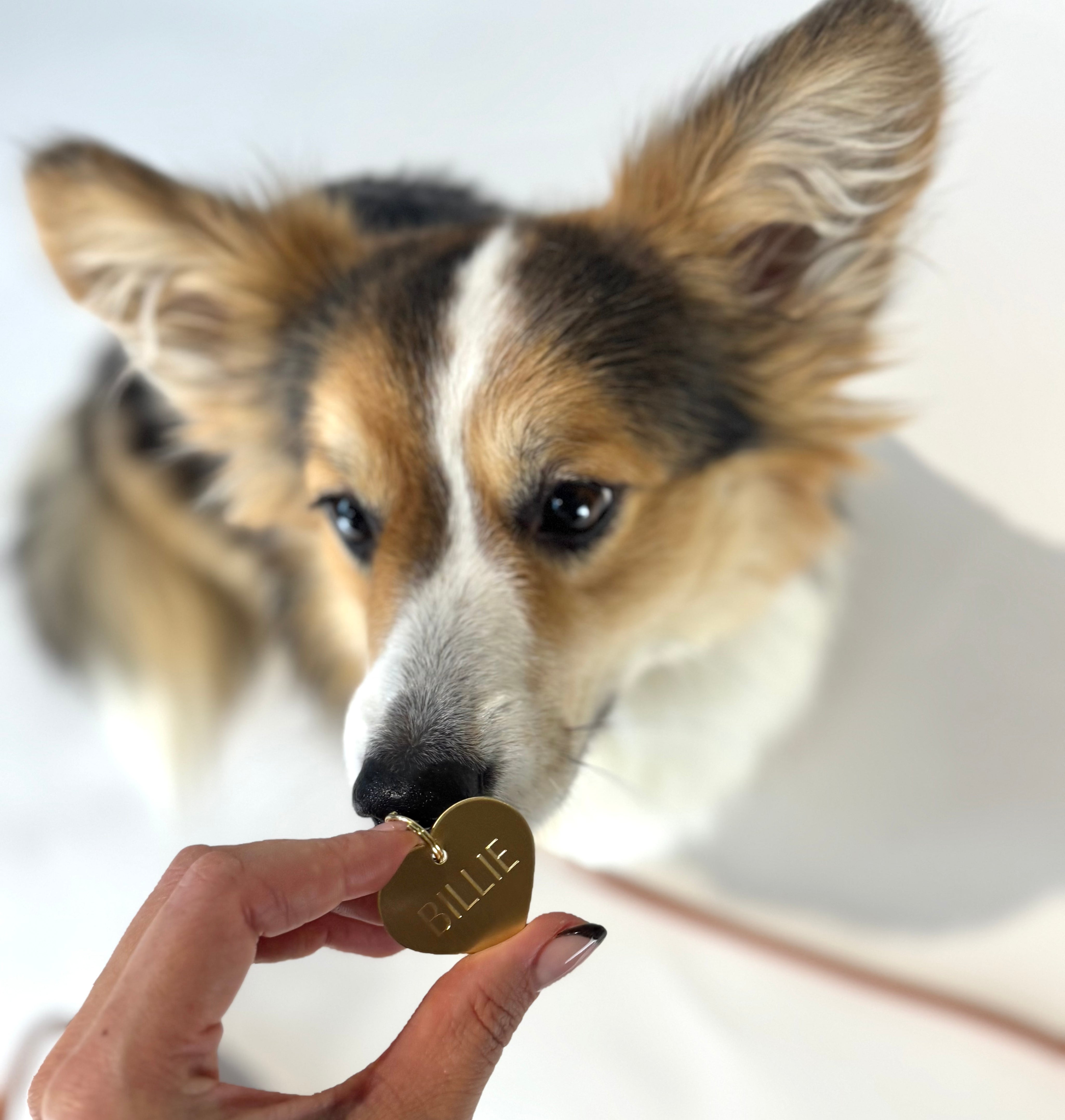 Gravure de médaille pour chien - Cœur en laiton