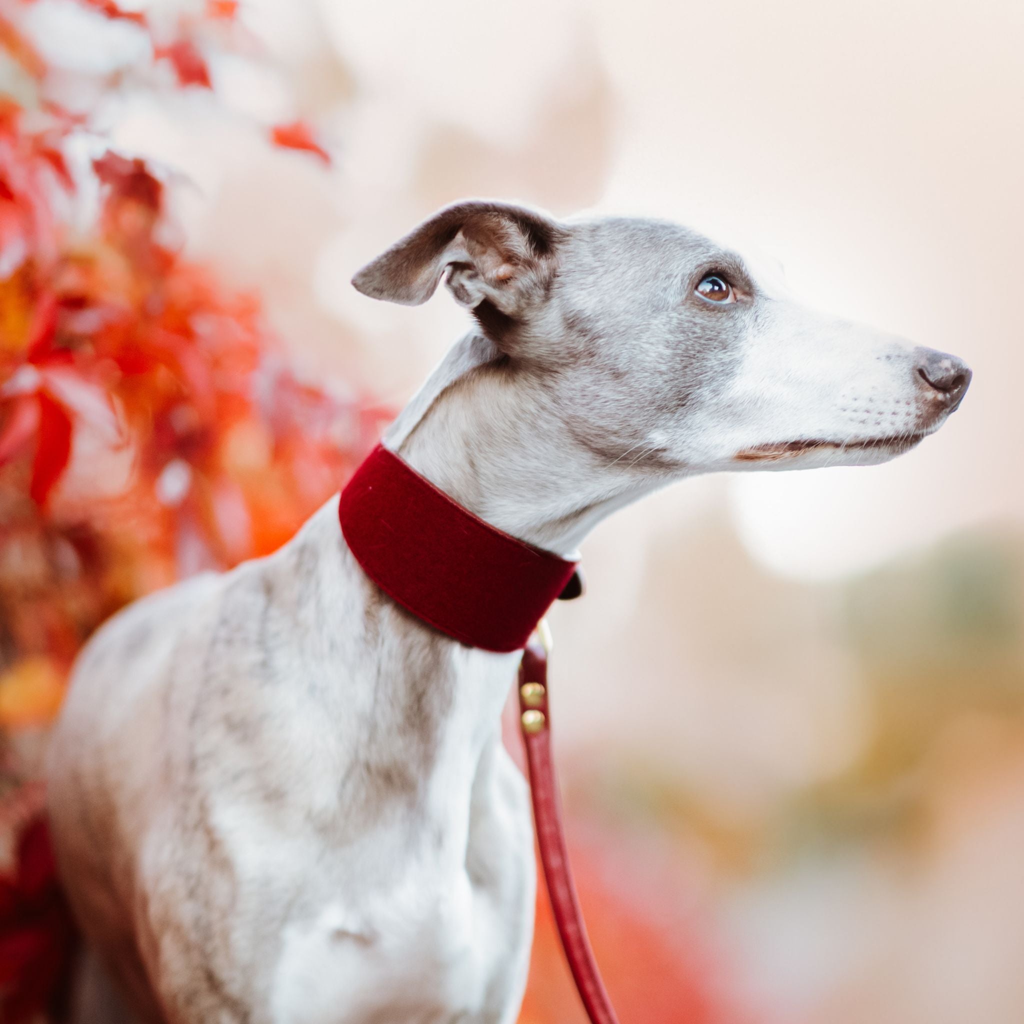 Laisse pour chien bourgogne