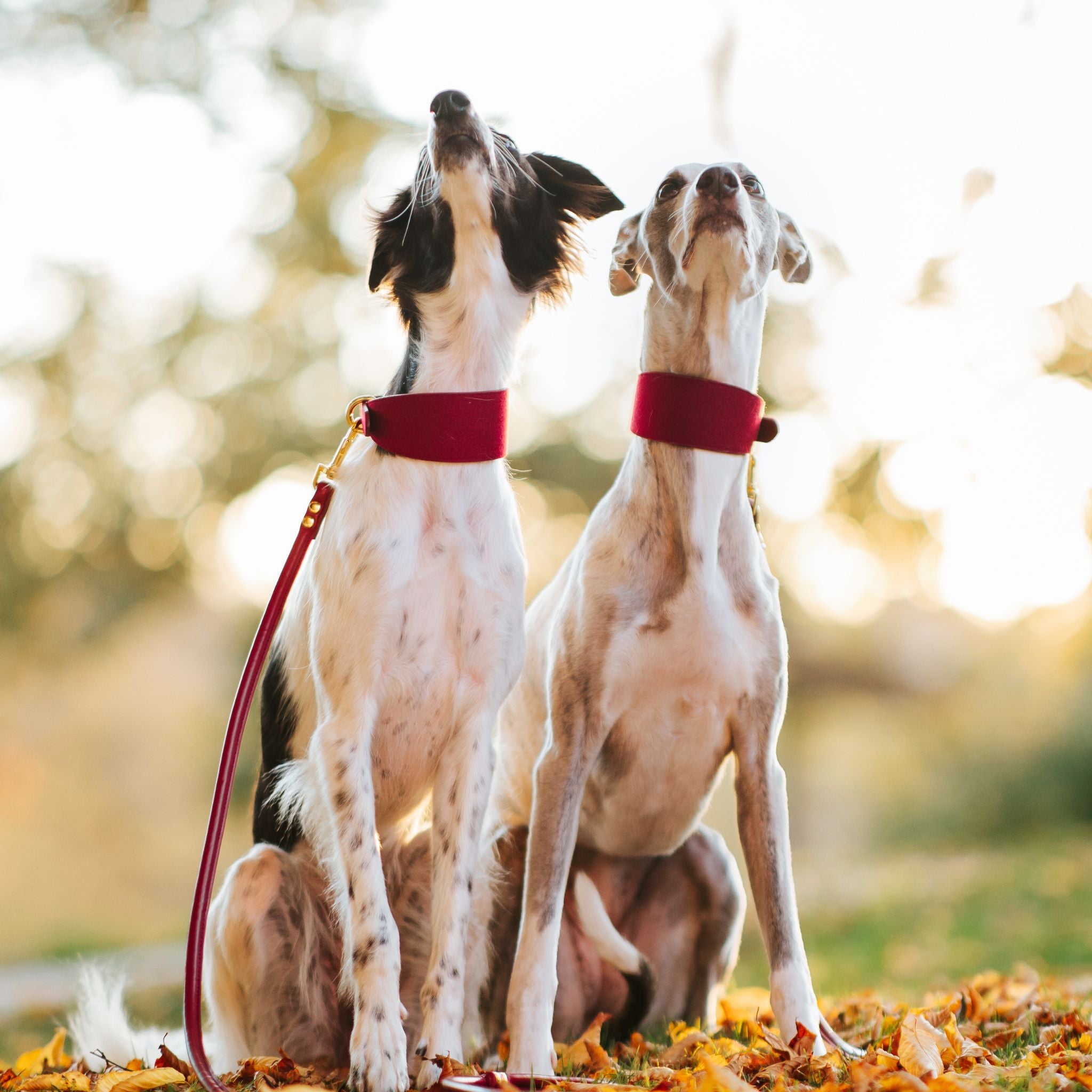 Laisse pour chien bourgogne