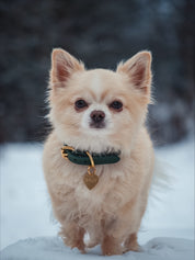 Collier de chien fin vert foncé