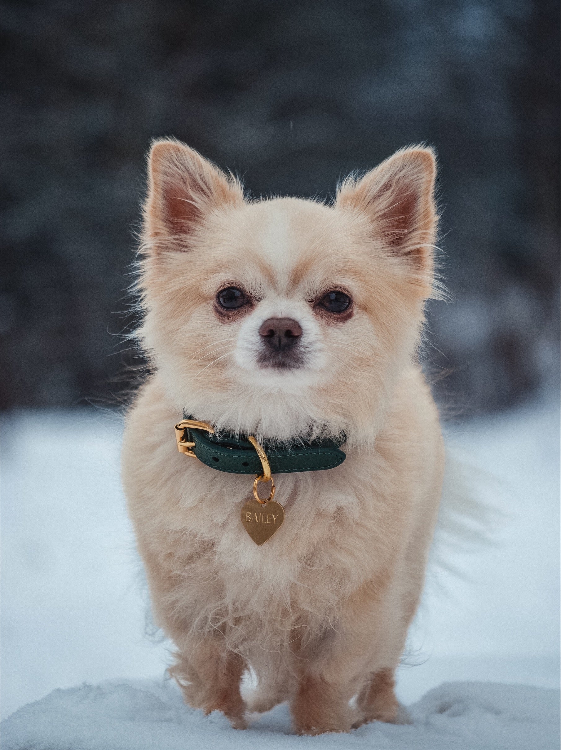 Collier de chien fin vert foncé