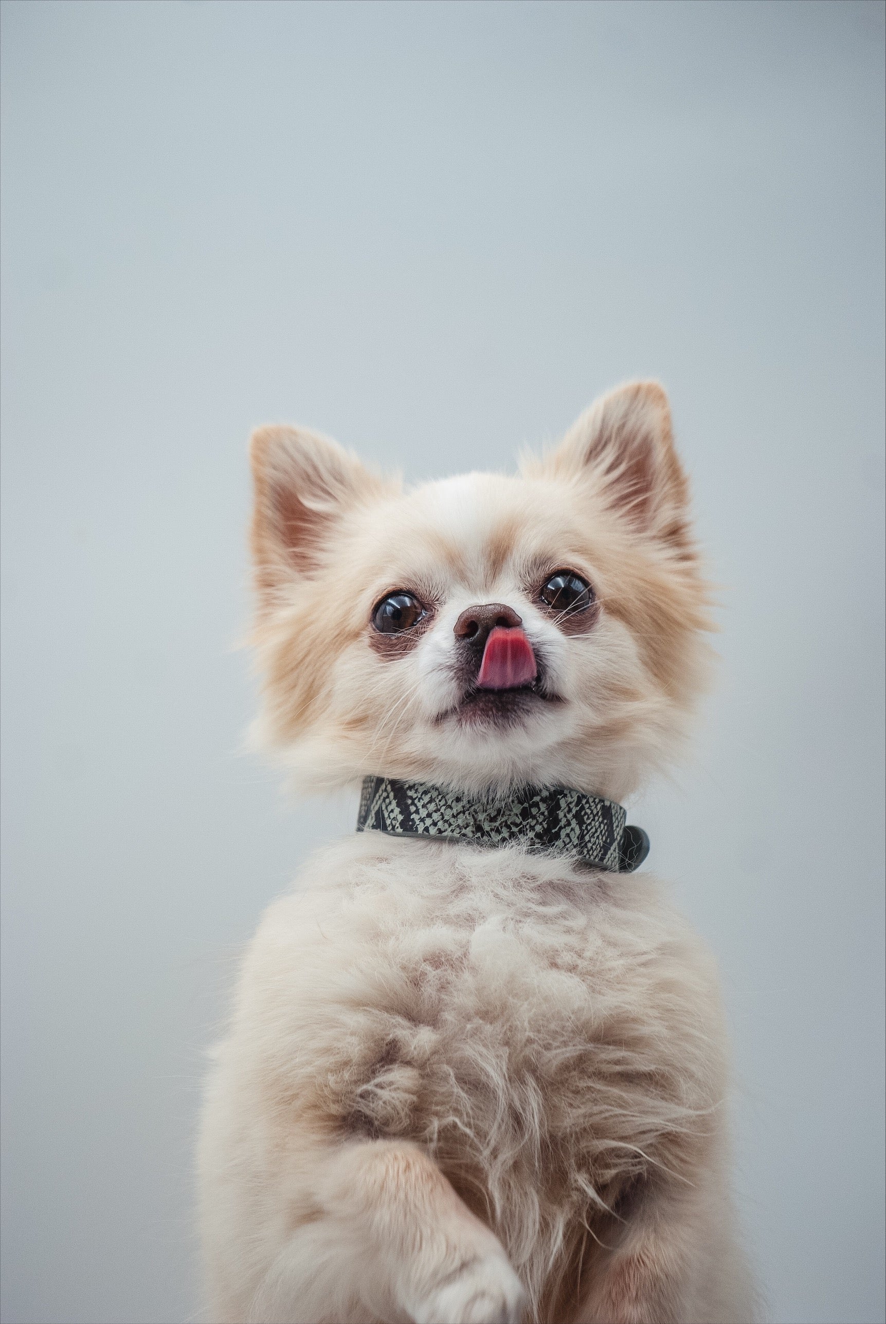 Collier de chien serpent fin