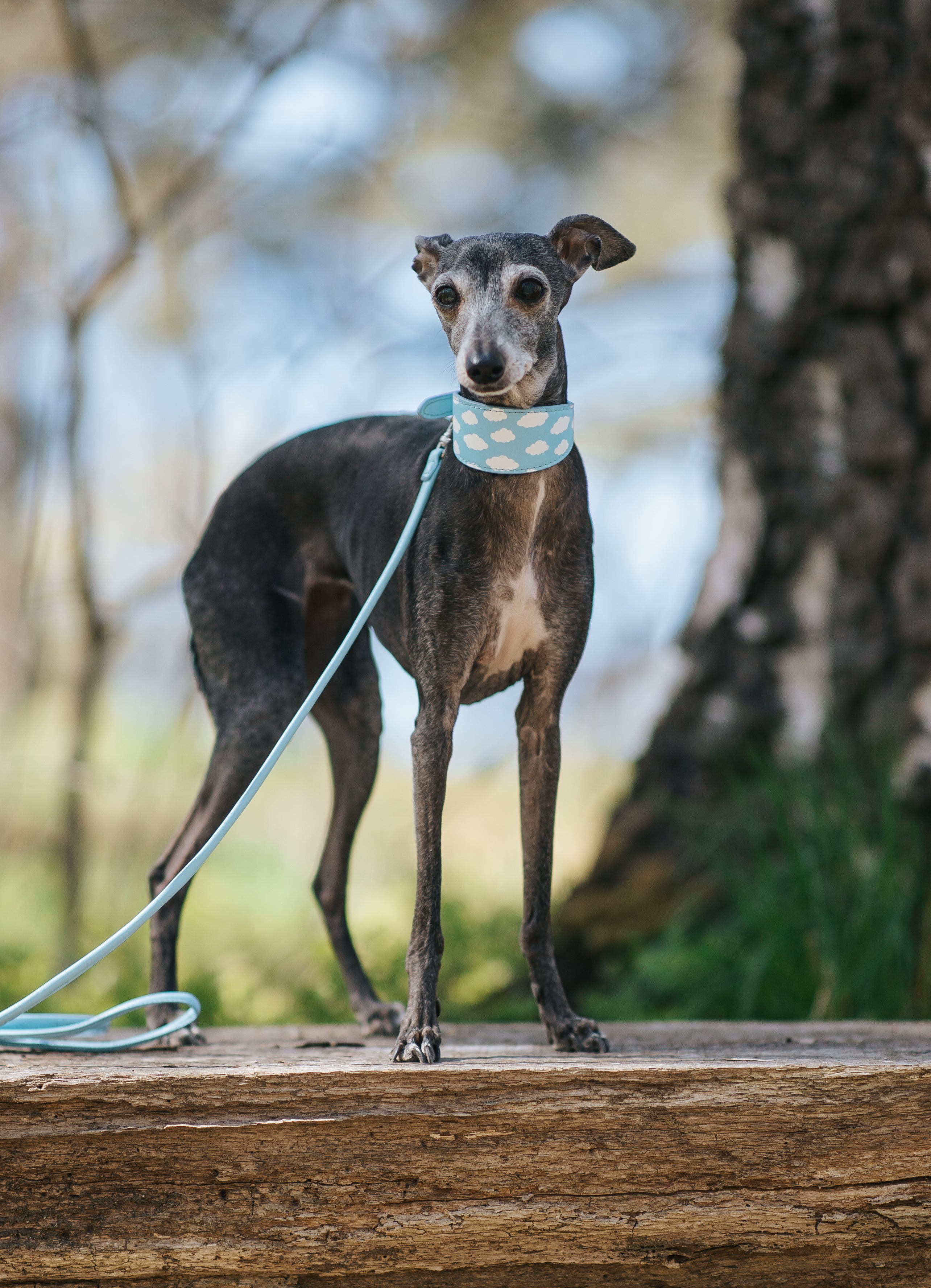 Collier pour chien Nuages ​​Large