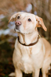 Collier de chien mince brun café