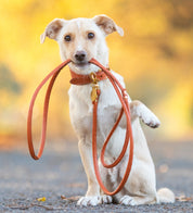 Laisse pour chien Cognac 