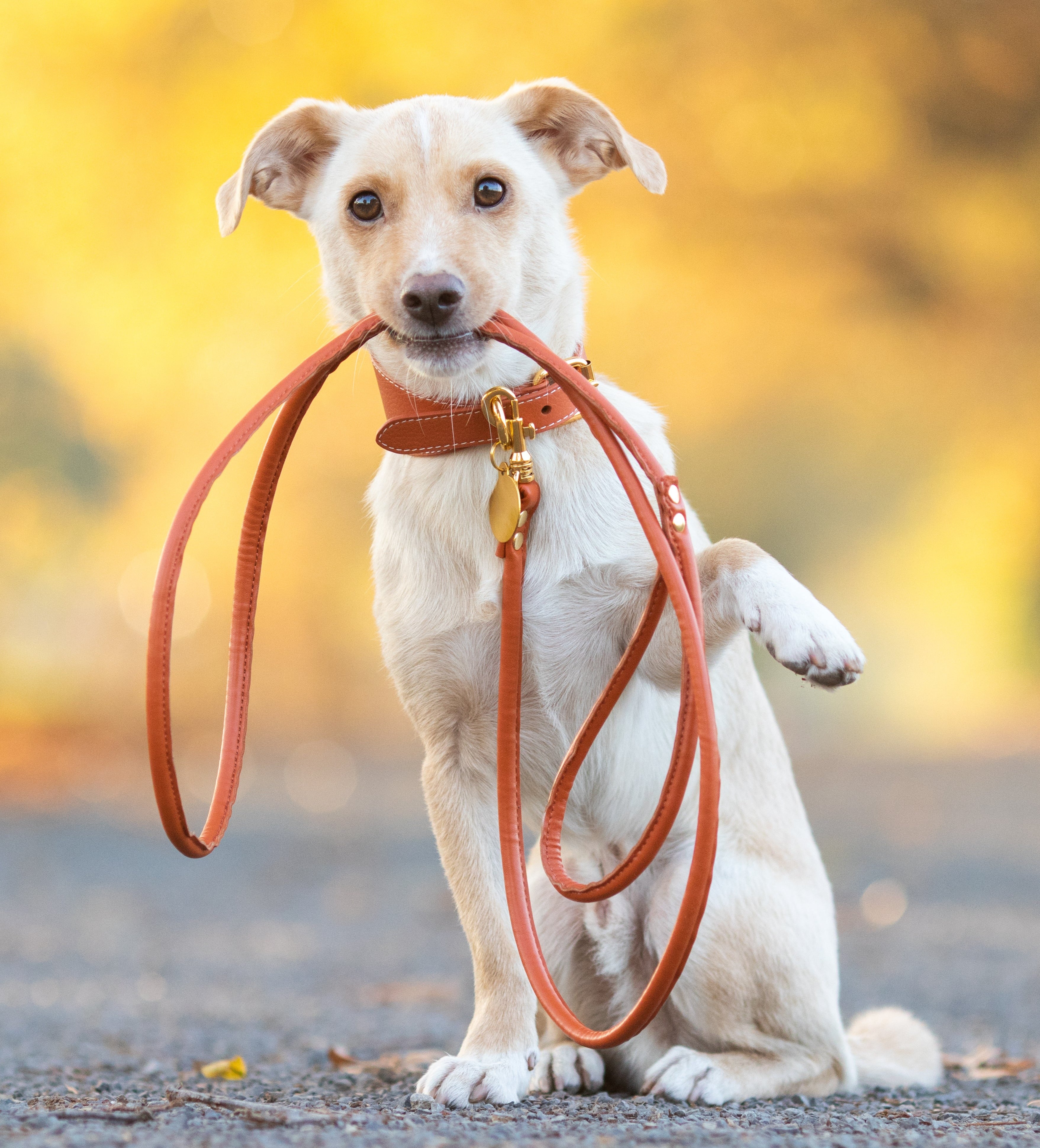 Laisse pour chien Cognac 