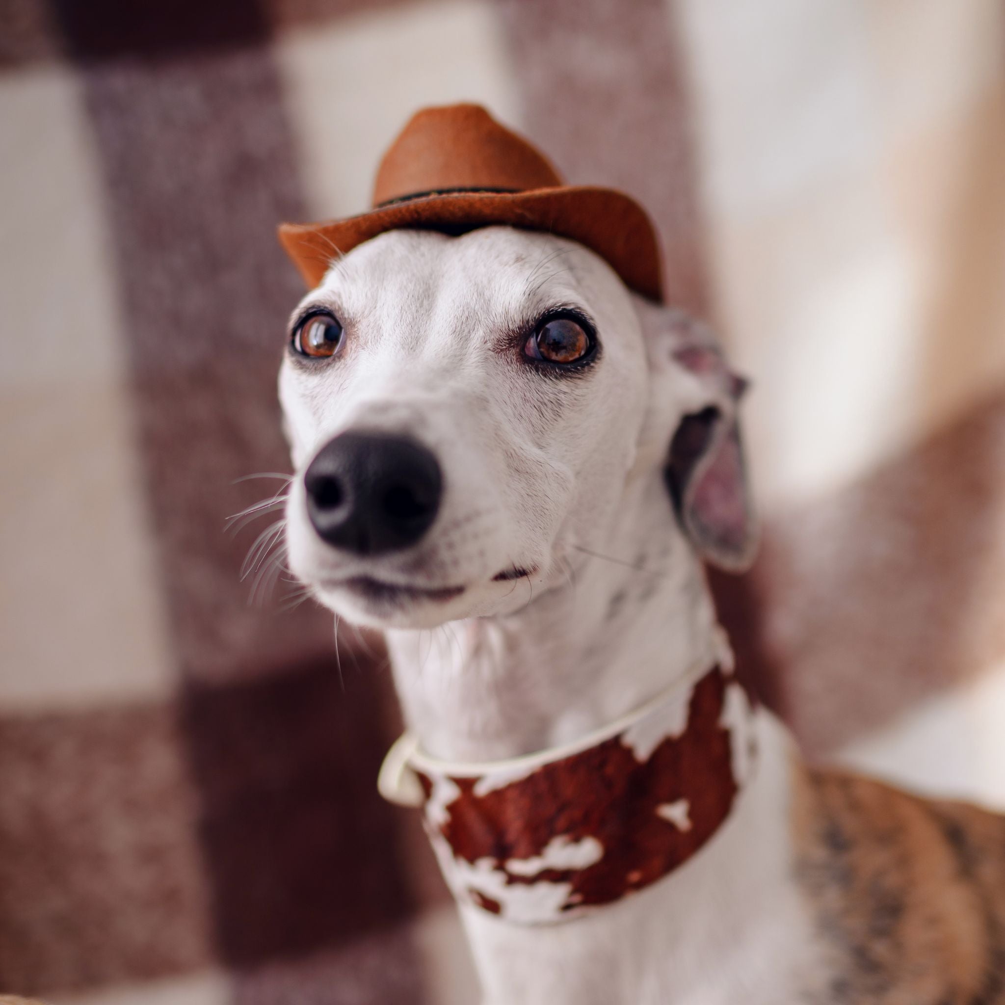 Collier de chien en cuir large