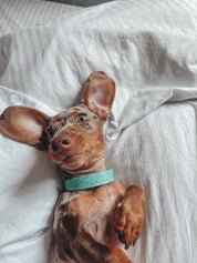 Collier pour chien Bananes Thin 