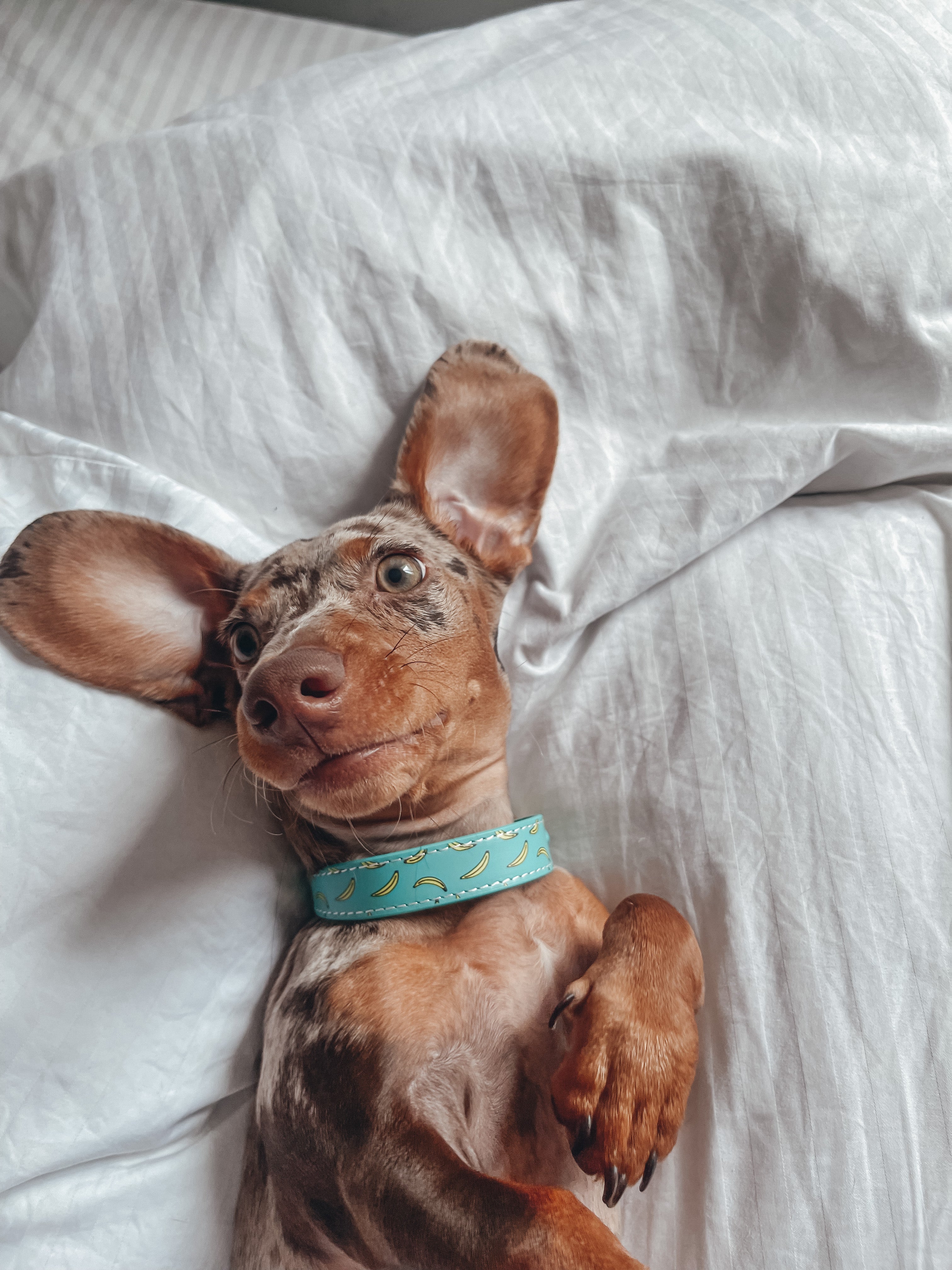 Collier pour chien Bananes Thin 