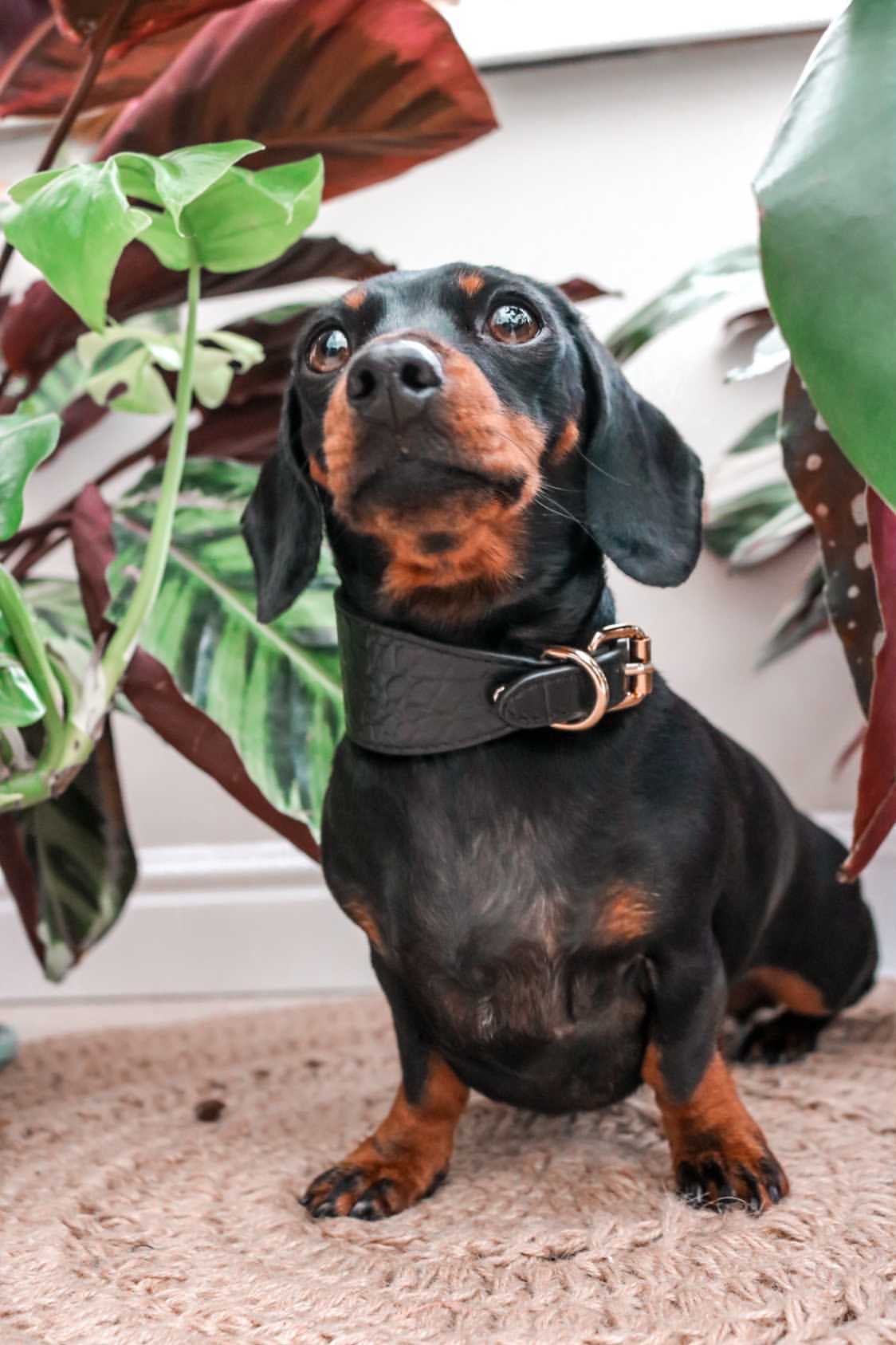 Collier de chien large en croco noir