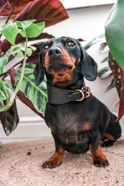 Collier de chien large en croco noir