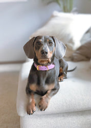 Collier de chien fin Violet Croco

