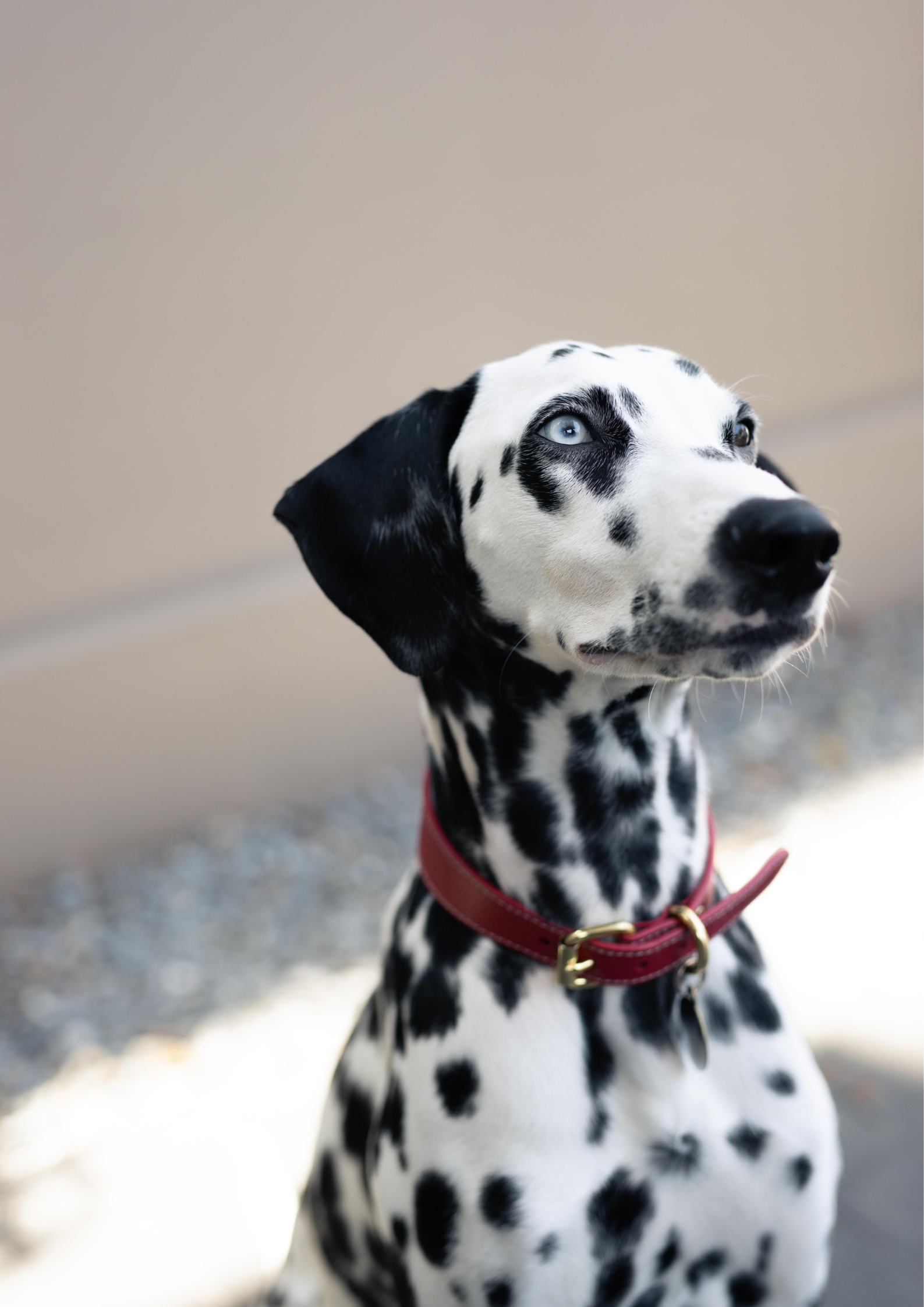 Collier pour chien rouge fin