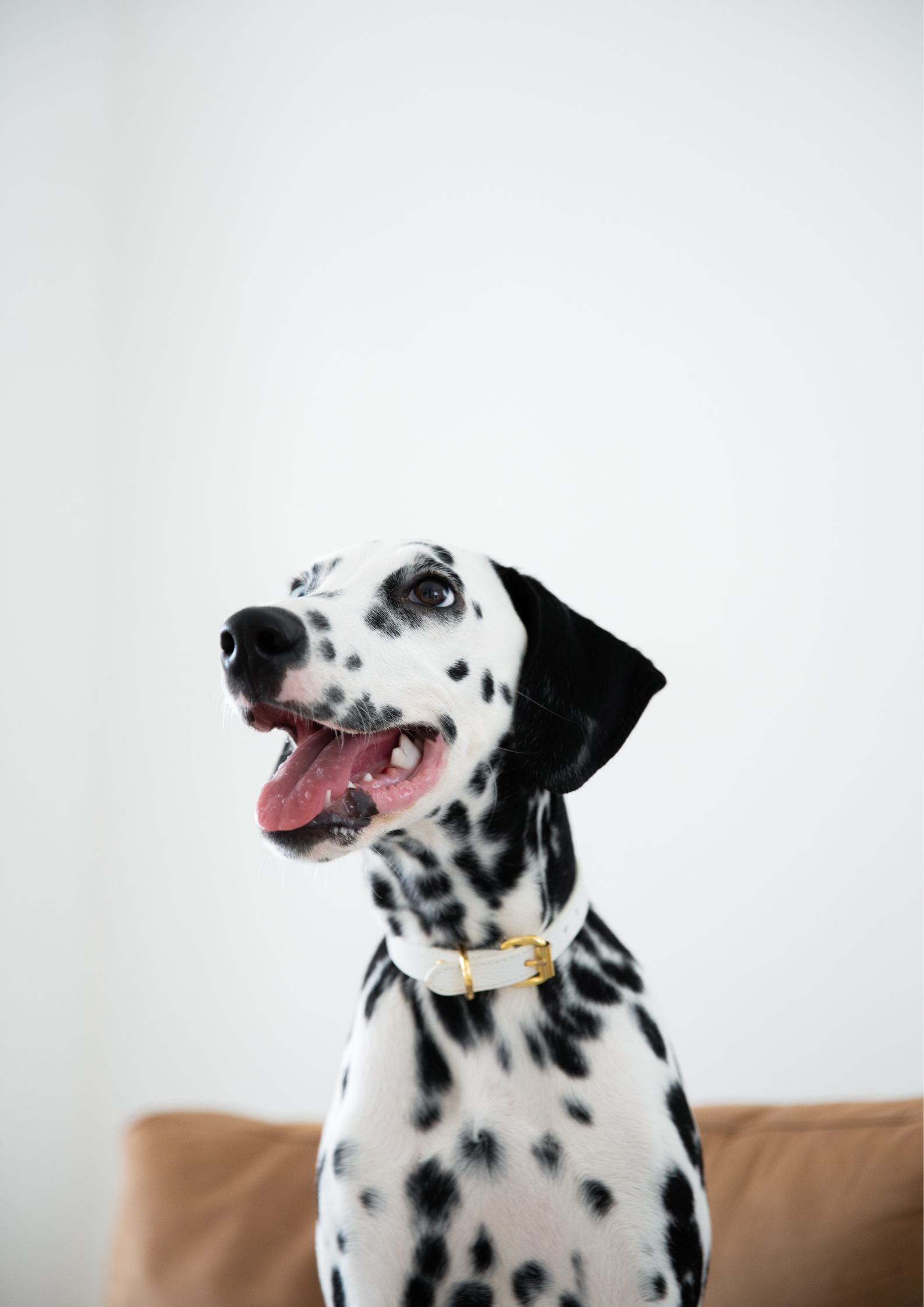 Collier de chien blanc fin