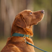 Collier de chien fin vert foncé