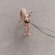 Collier de chien large vert foncé