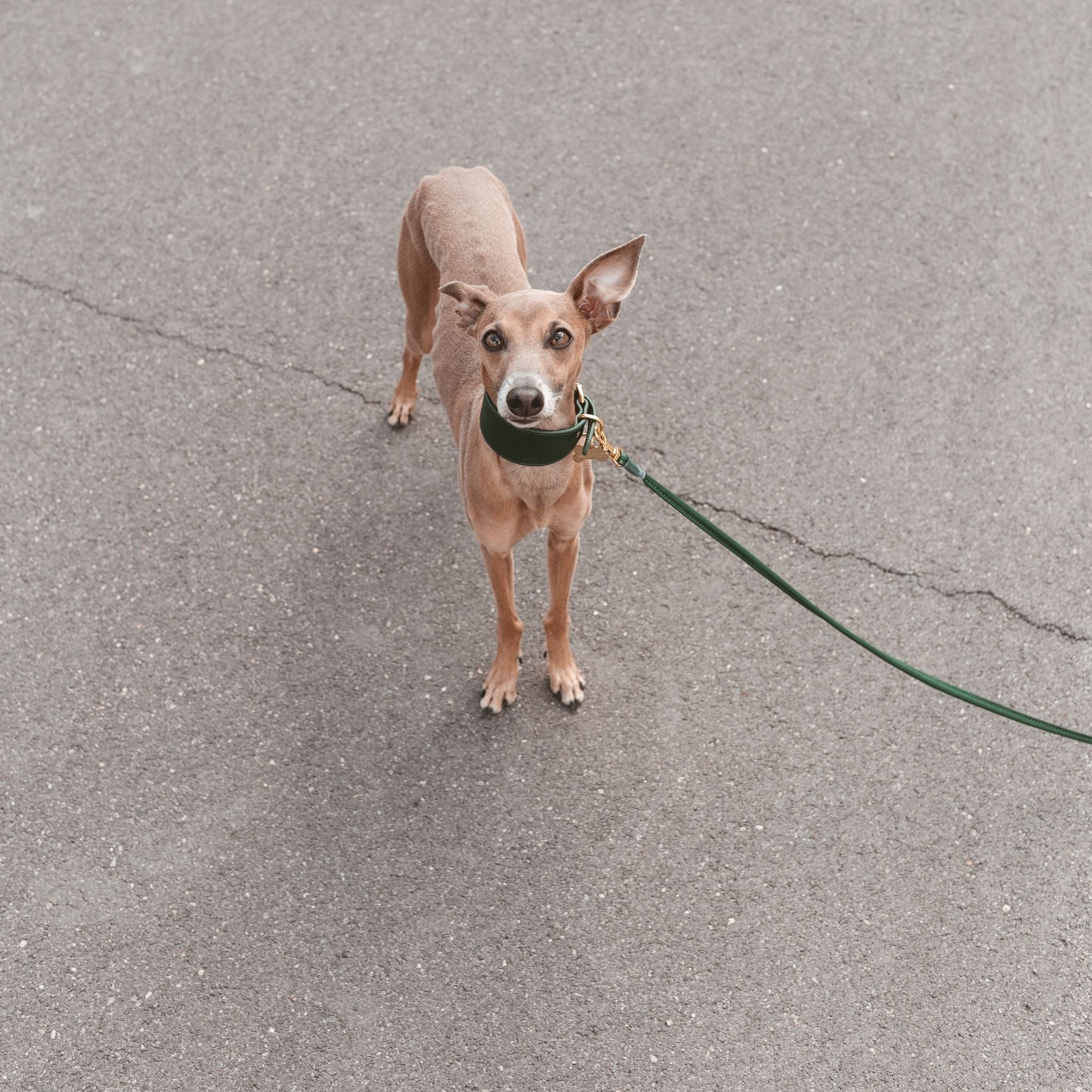Collier de chien large vert foncé