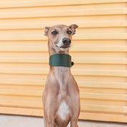 Collier de chien large vert foncé