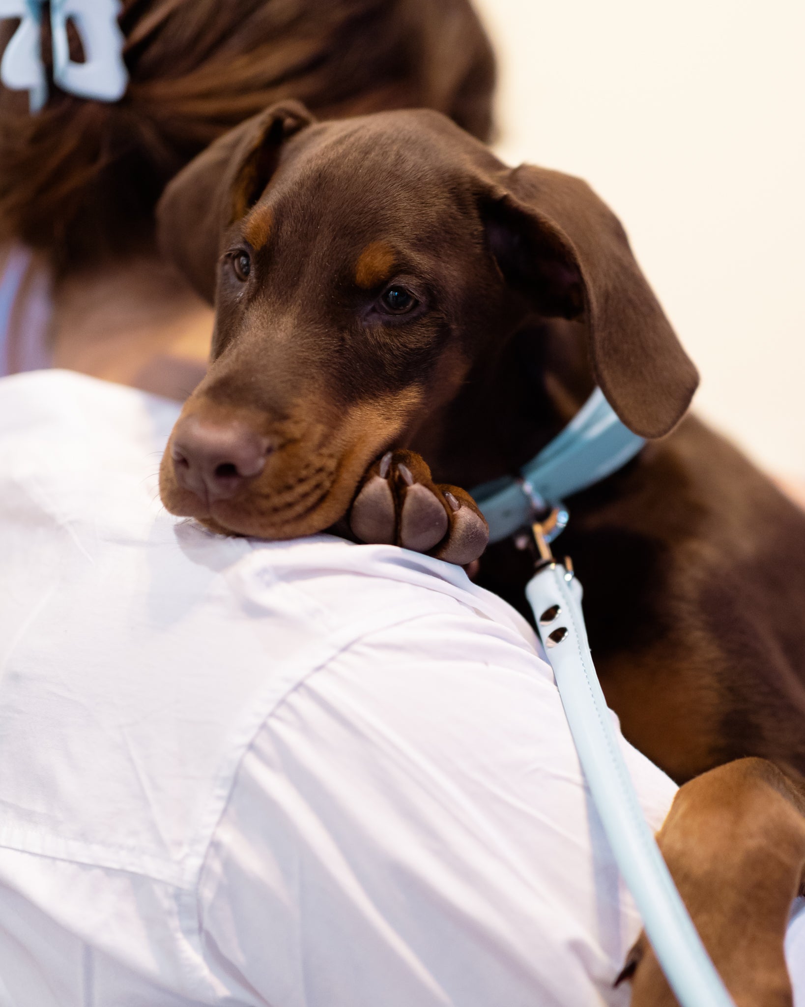 Laisse pour chien bleu ciel pour chiot