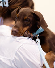 Laisse pour chien bleu ciel pour chiot