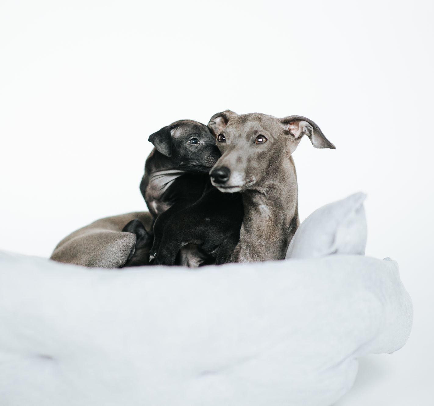 dog-bed-grey-card-image.jpg