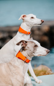 Collier de chien large brillant orange

