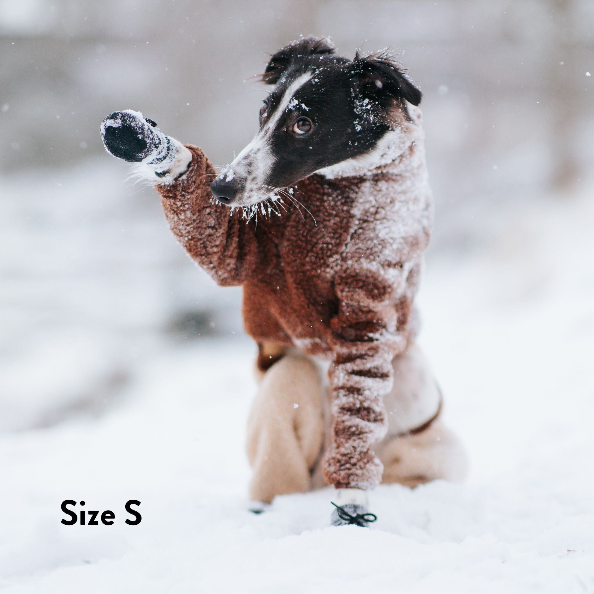 Chaussettes pour chiens - lot de 4