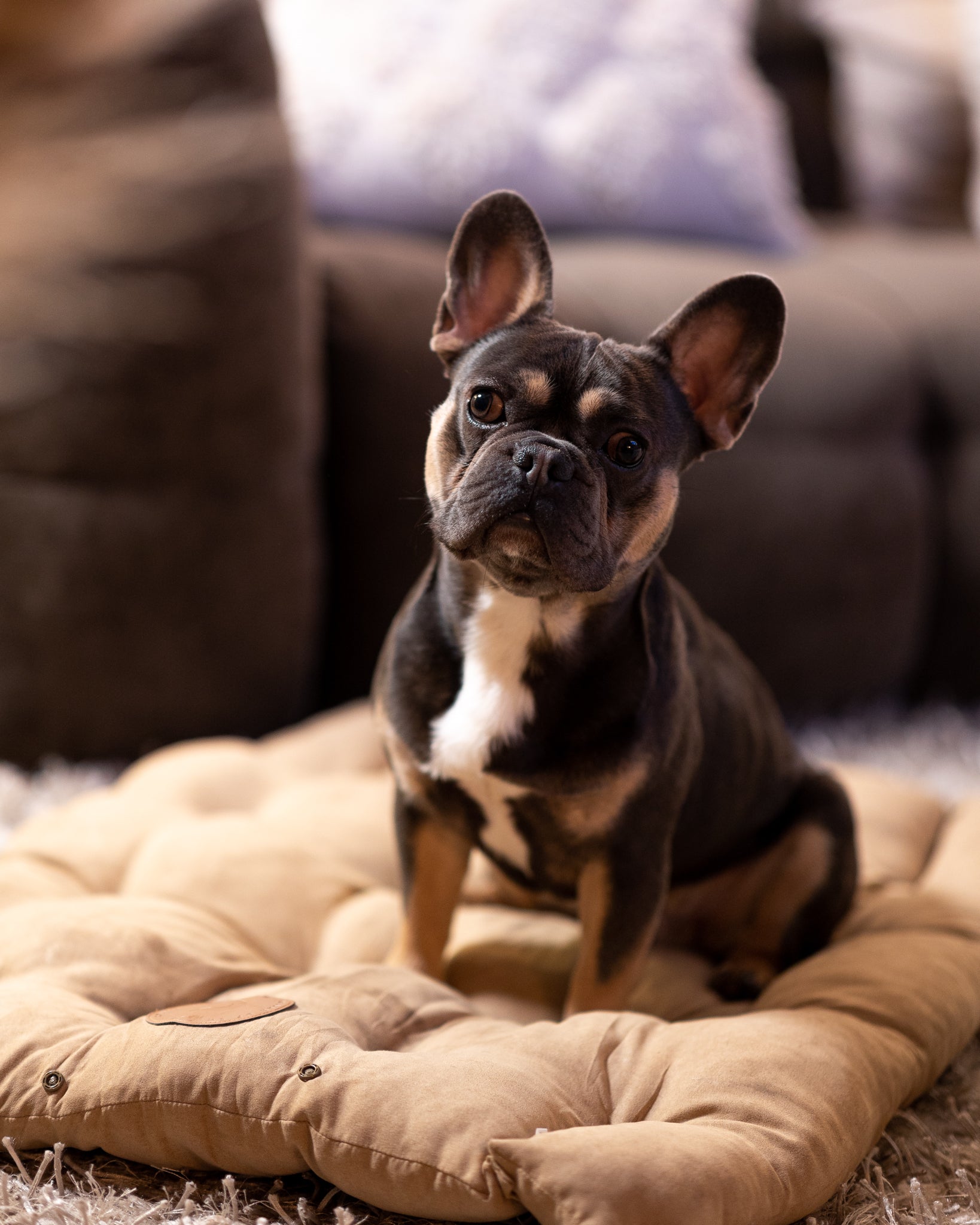 Lit pour chien marron 3 en 0