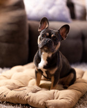 Lit pour chien marron 3 en 0