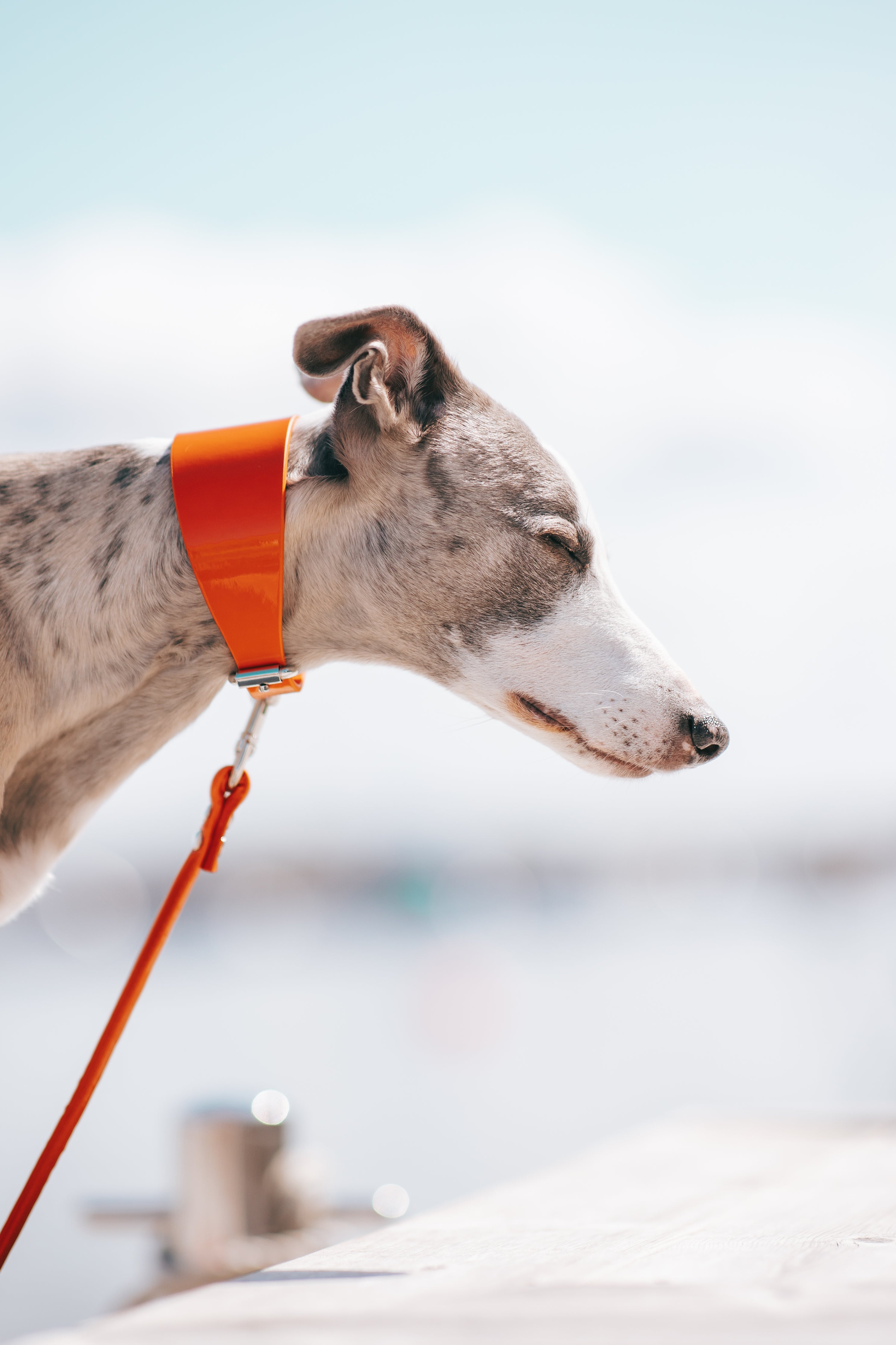 Collier de chien large brillant orange

