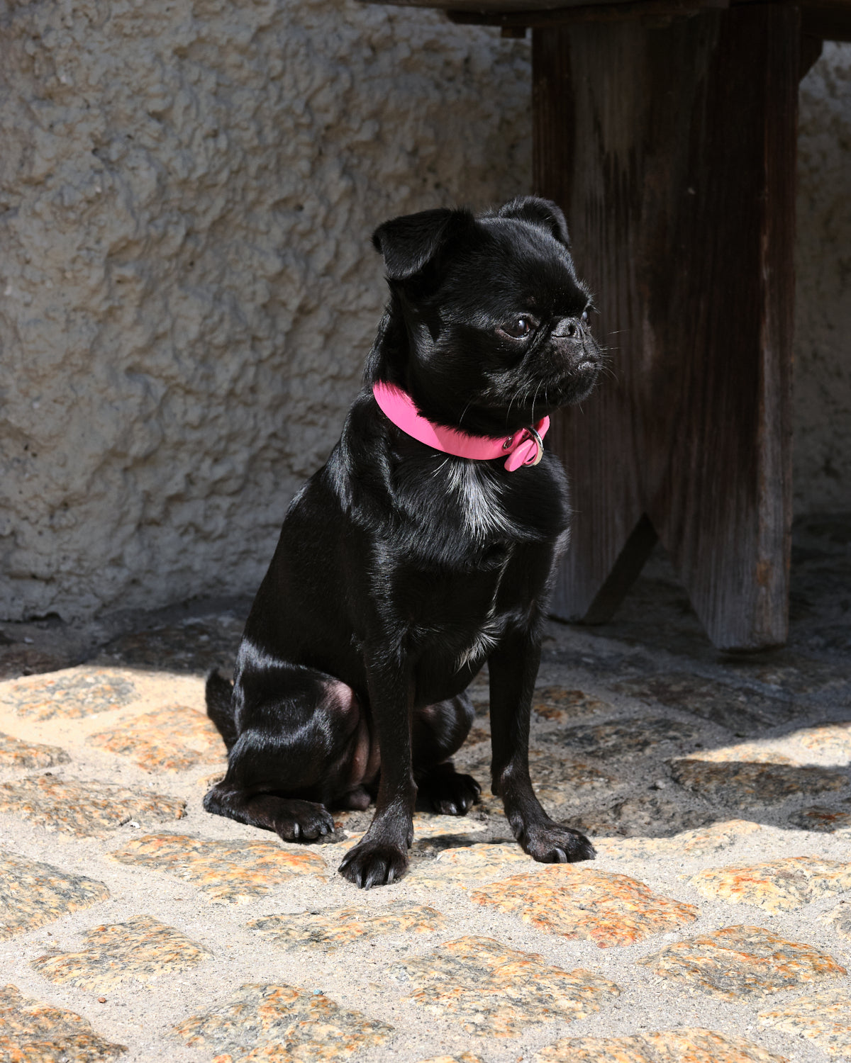 Collier de chien rose brillant mince