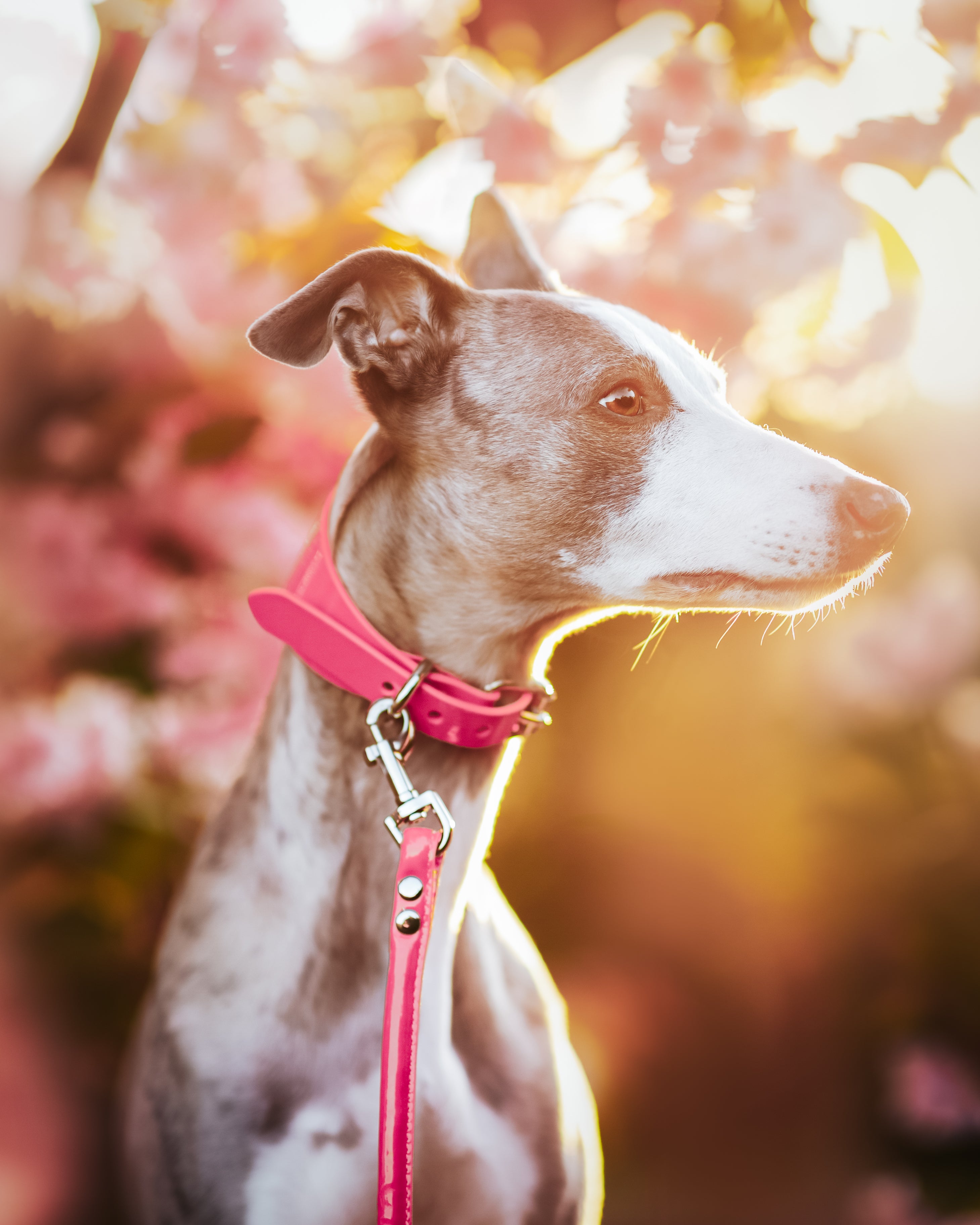 Laisse de chien rose brillante