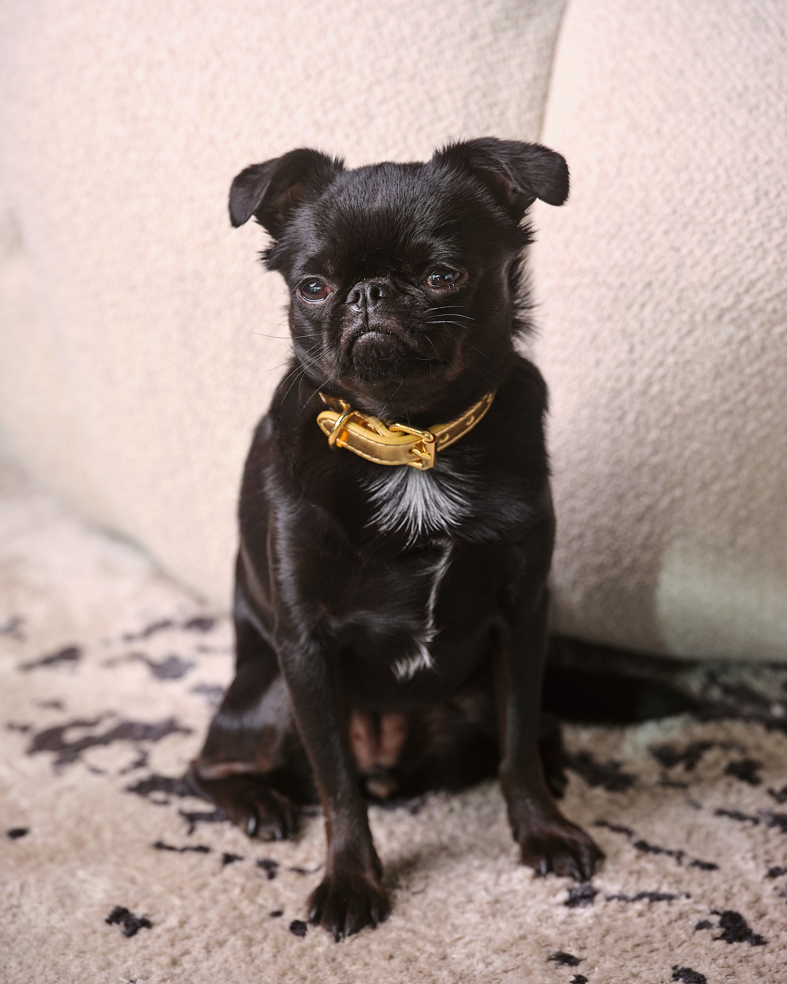 Collier pour chien en métal doré mince 