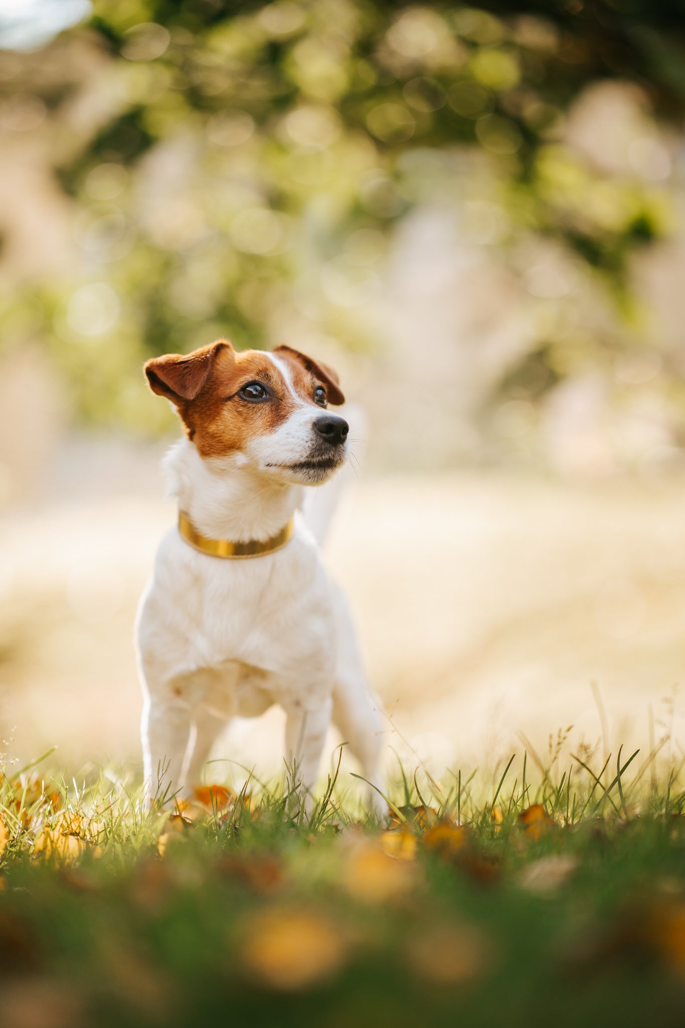 Collier pour chien en métal doré mince 