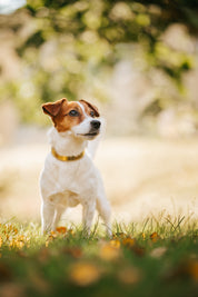 Collier pour chien en métal doré mince 