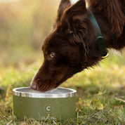 Green Dog Bowl
Bol pour chien vert