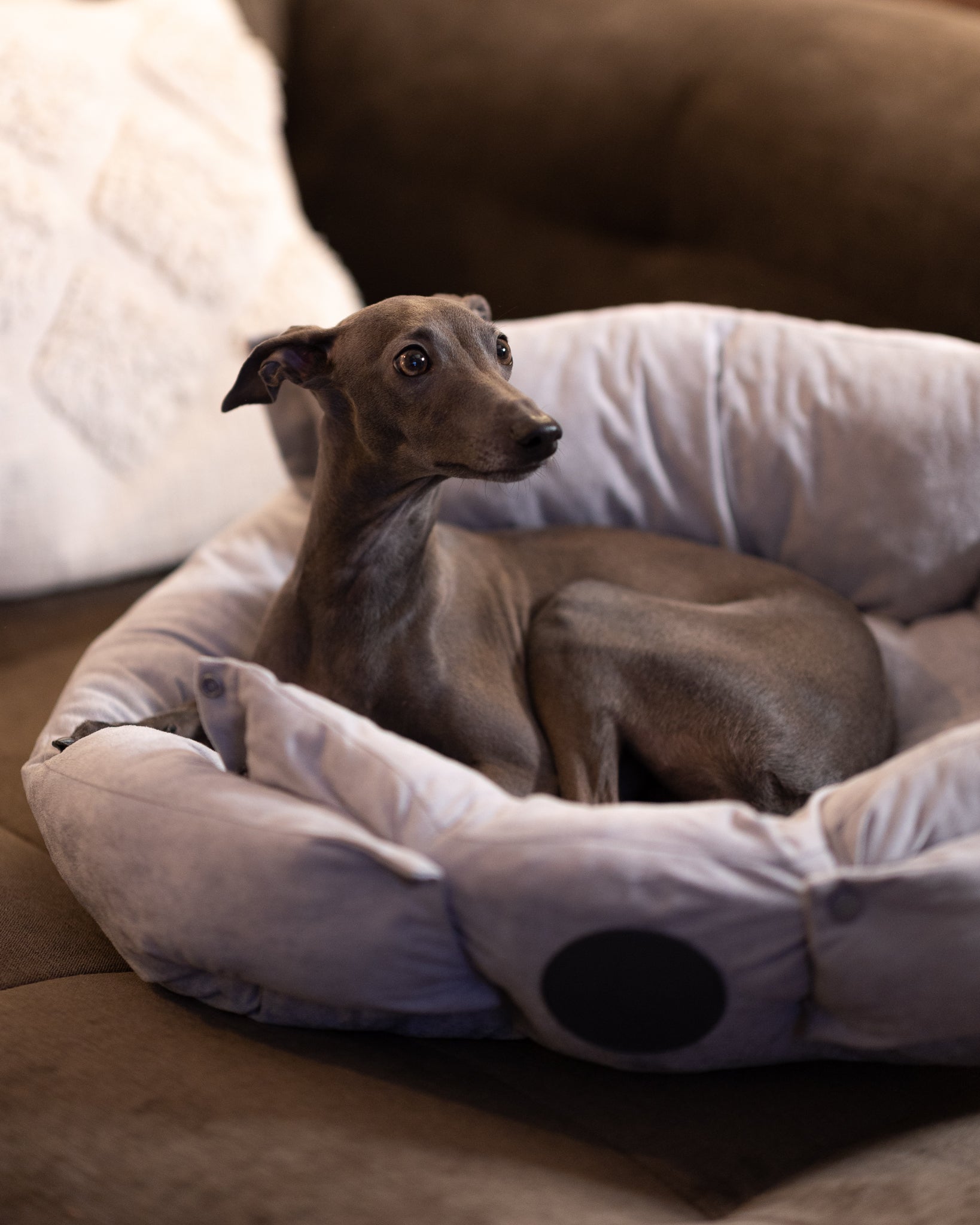 Lit pour chien gris 3 en 0