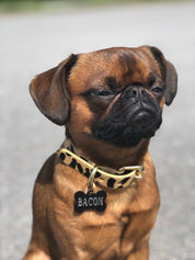 Collier pour chien léopard fin