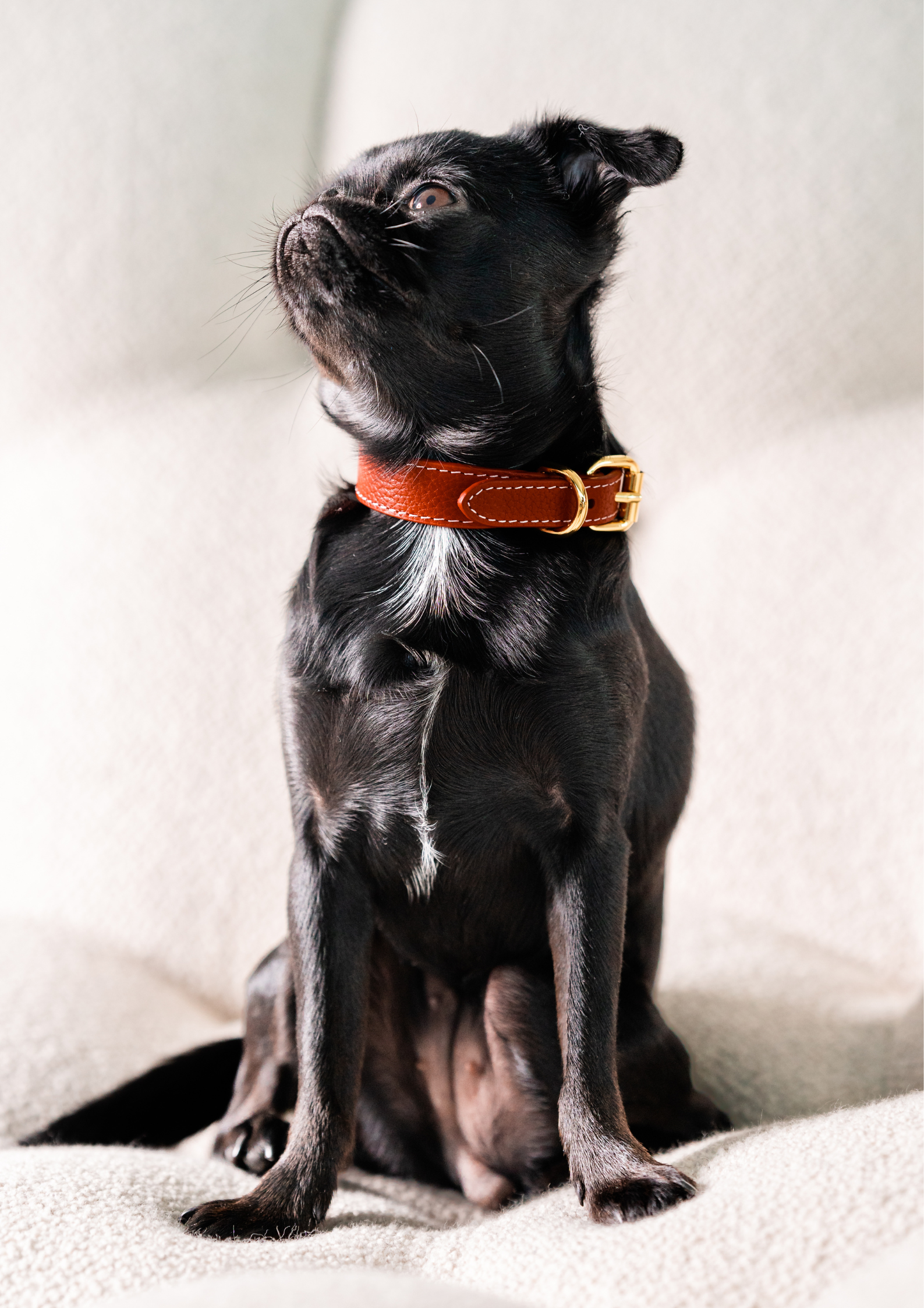 Collier pour chien rouge fin