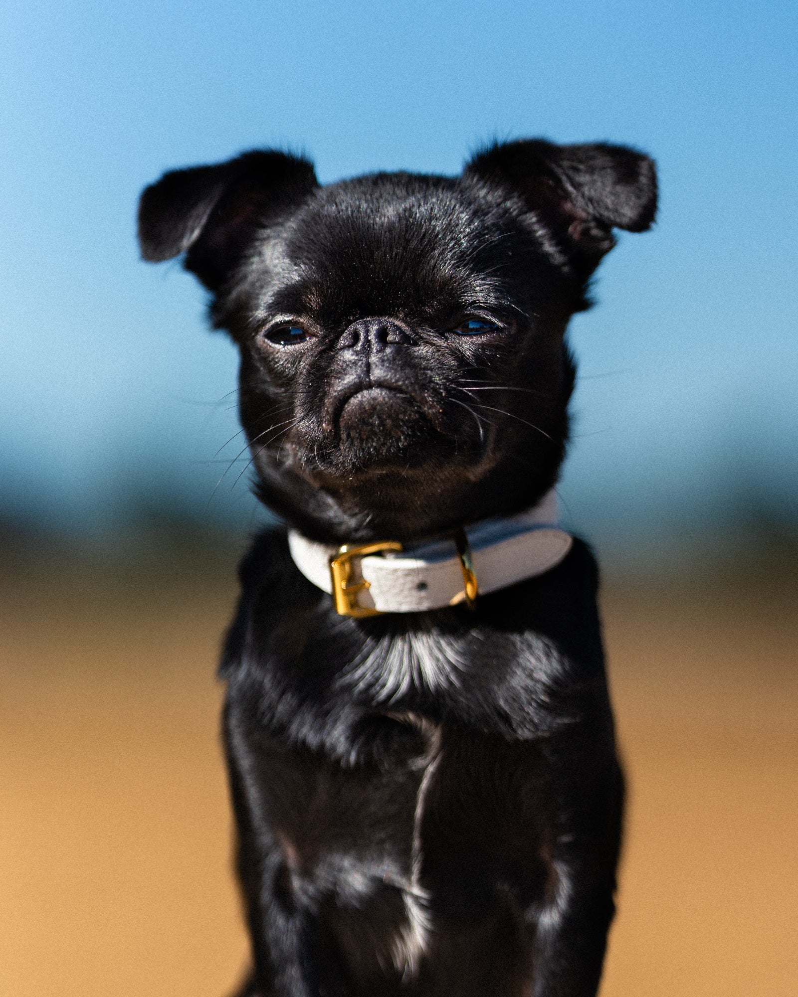 Collier de chien blanc fin