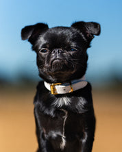 Collier de chien blanc fin