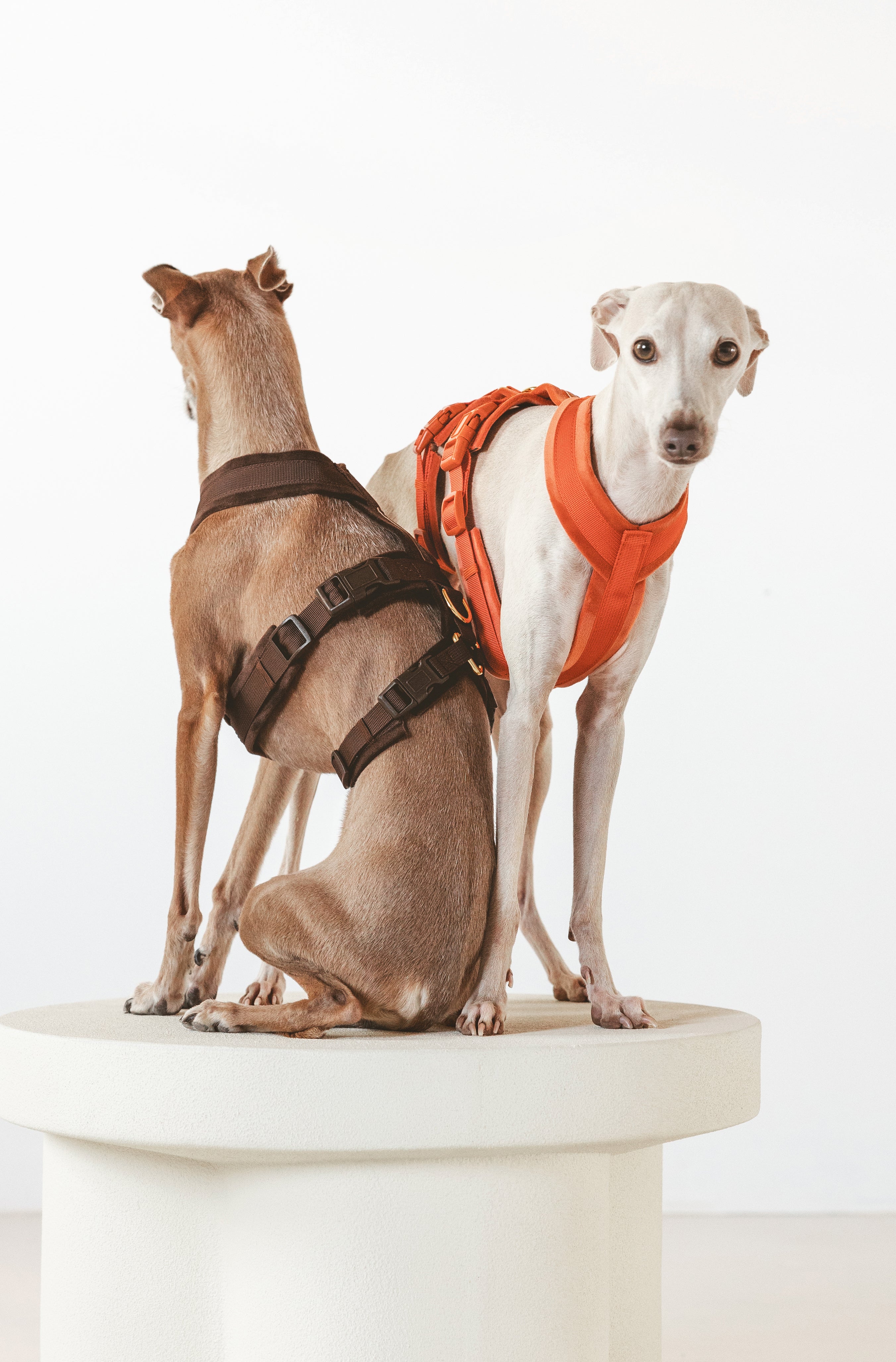 Colliers de chasses et martingales – Greenfield Selection Colliers de chasses et martingales – Greenfield Selection